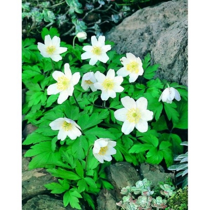 Picture of ANEMONE, WOOD (Anemone nemorosa) P