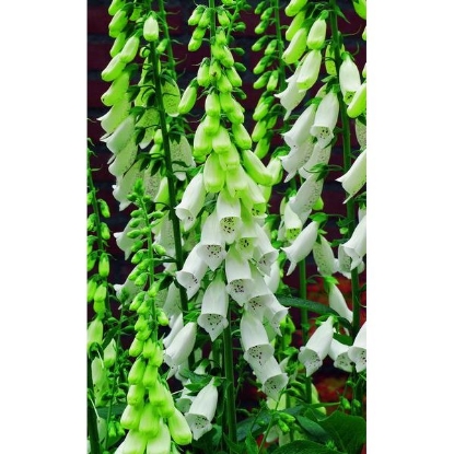 Picture of FOXGLOVE WHITE (Digitalis alba) Bi-Po