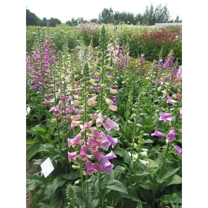 Picture of FOXGLOVE  MIXED WILD (Digitalis purpures & alba) Po