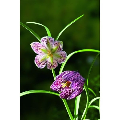 Picture of FRITILLARY (Fritillaria meleagris)