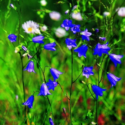 Picture of HAREBELL (Campanula rotundifolia) P