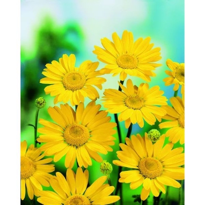 Picture of FLOWER MARIGOLD CORN (Chrysanthemum segetum)