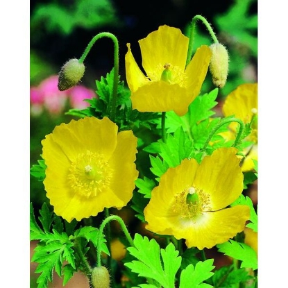 Picture of POPPY WELSH (Meconopsis cambrica) P