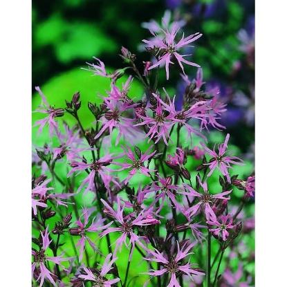 Picture of RAGGED-ROBIN  (Lychnis flos-cuculi) P