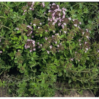 Picture of THYME WILD (Thymus praecox ssp articus) P