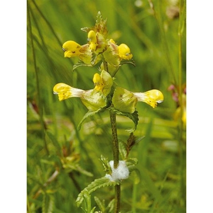 Picture of YELLOW RATTLE (Rhinanthus minor) P