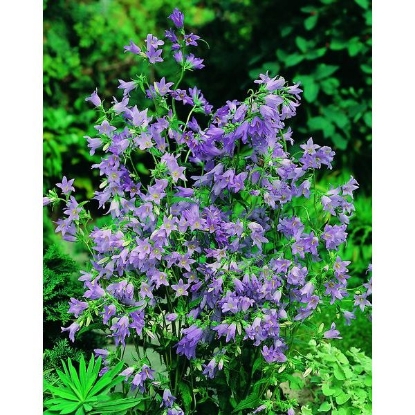 Picture of BELLFLOWER NETTLE LEAVED (C. trachelium) P