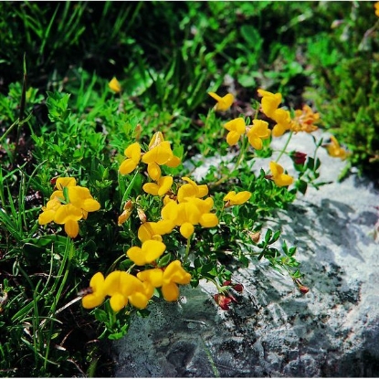 Picture of BIRD’S-FOOT-TREFOIL (Lotus corniculatus) P-S