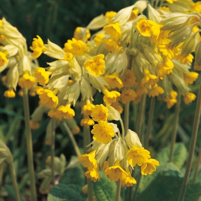 Picture of Cowslip (Primula veris)