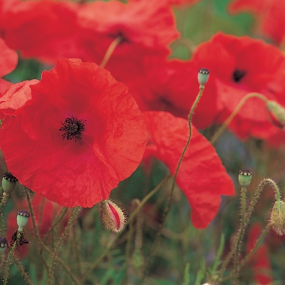 Picture of Poppy Field (papaver rhoeas) A