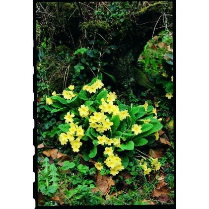 Picture of Primrose  Wild