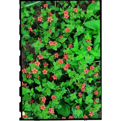 Picture of Pimpernel  Scarlet (Anagallis arvensis) A