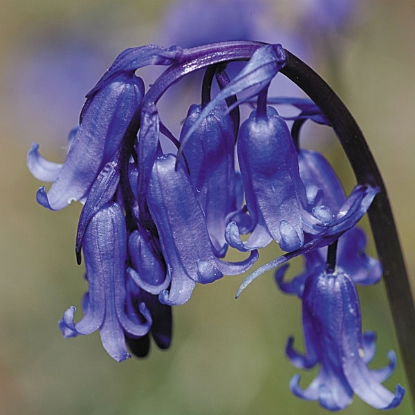 Picture of Bluebell (Hyacinthoides non-scripta) P-Po-S