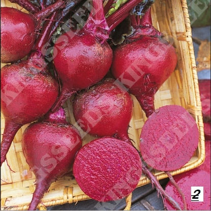 Picture of Beetroot  Crimson King