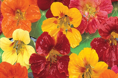Picture for category Flower Bulbs > Collection