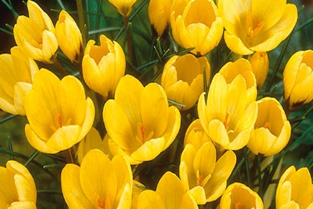 Picture for category Flower Bulbs > Crocus