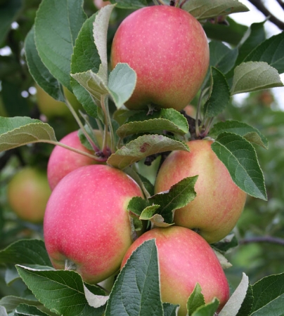 Picture for category Apple Trees