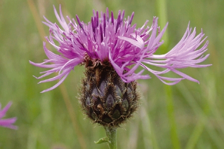 Picture for category Knapweed