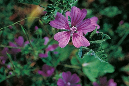 Picture for category Mallow