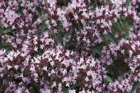 Picture for category Marjoram