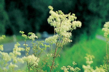 Picture for category Meadowsweet