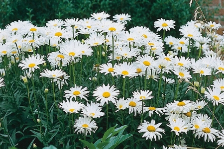 Picture for category Oxeye Daisy