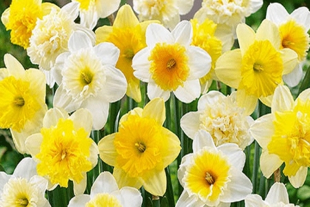 Picture for category Flower Bulbs > Daffodils