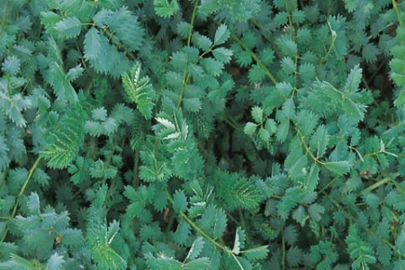 Picture for category Salad Burnet