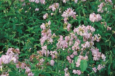 Picture for category Soapwort