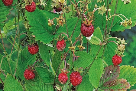 Picture for category Strawberry