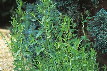 Picture for category Tarragon