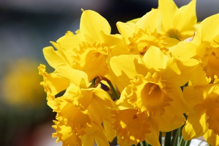 Picture for category Flower Bulbs > Narcissus