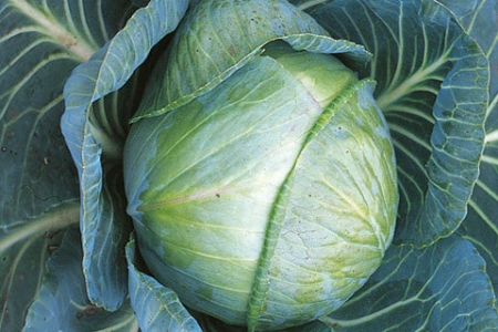 Picture for category Cabbage