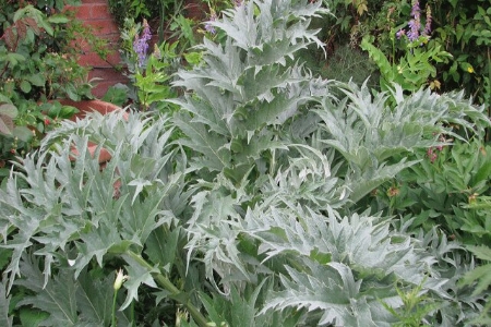 Picture for category Cardoon