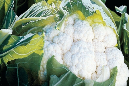 Picture for category Cauliflower