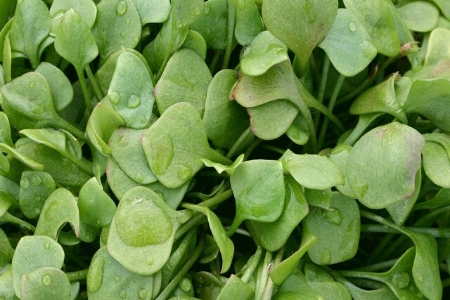 Picture for category Claytonia