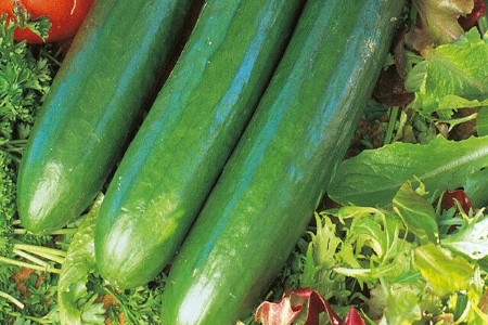 Picture for category Cucumber