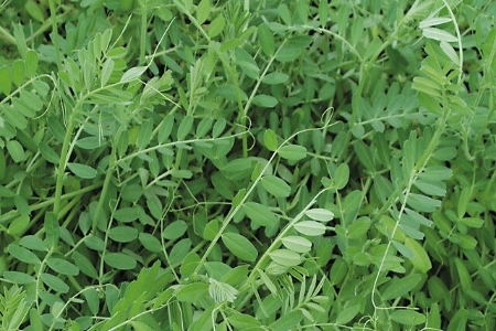 Picture for category Green Manure