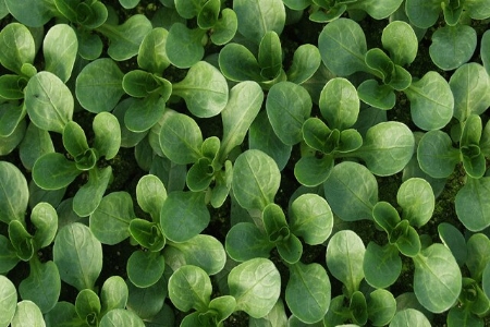 Picture for category Lambs Lettuce