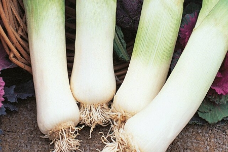 Picture for category Leek