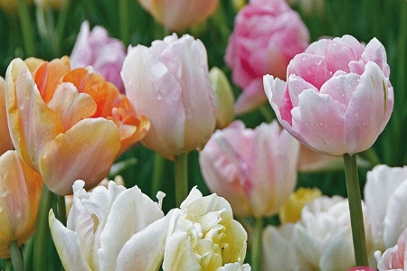 Picture for category Tulip