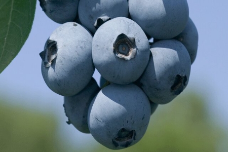 Picture for category Blueberries