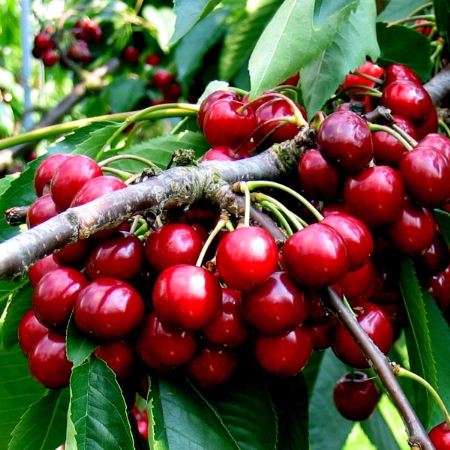 Picture for category Cherry Trees