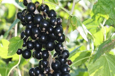 Picture for category Currants