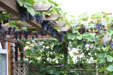 Picture for category Grape Vines