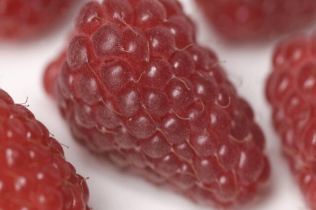 Picture for category Loganberries