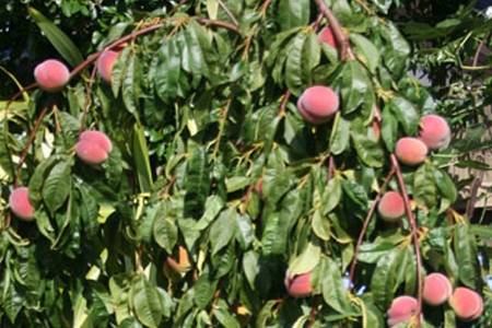 Picture for category Peach Trees