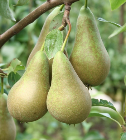 Picture for category Pear Trees