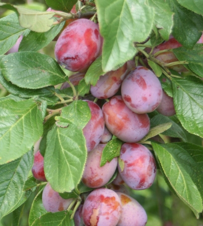 Picture for category Plum Trees