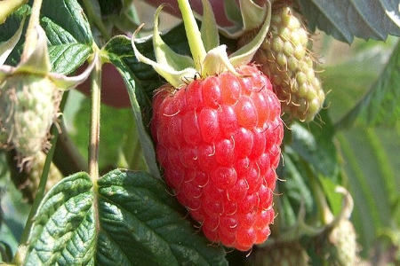 Picture for category Raspberry